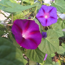 Semi di Ipomea Violacea - 2