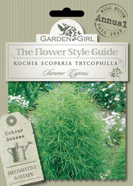 Semi di Kochia Scoparia Trycophilla - Summer Cypress