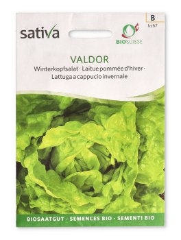 Semi di Lattuga a Cappucio Invernale - Valdor - 1