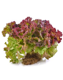 Semi di Lattuga Meraviglia 4 Stagioni Bio - 1