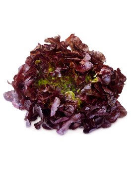 Semi di Lattuga Meraviglia 4 Stagioni Bio - 1