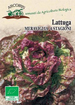Semi di Lattuga Meraviglia 4 Stagioni Bio - 2