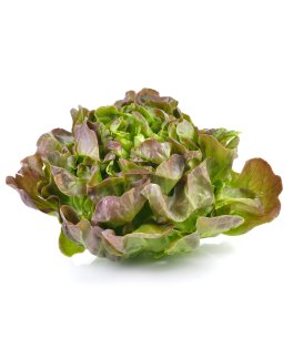 Semi di Lattuga Ubriacona Bio - 1