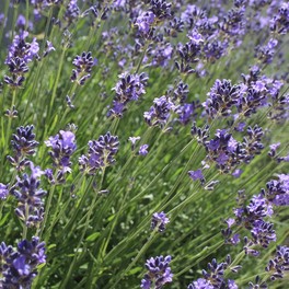Semi di Lavanda - 2