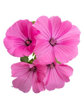 Semi di Lavatera Bio - 1