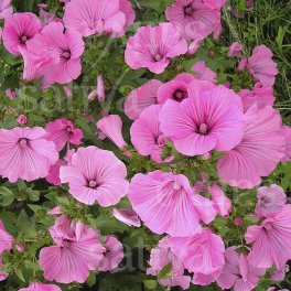 Semi di Malva Regina - 3