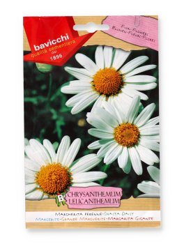 Semi di Margherita Leucantemo - 1