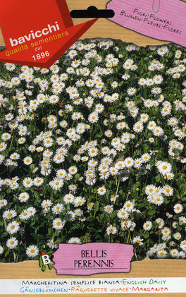 Semi di Margheritina Semplice Bianca - Bellis Perennis