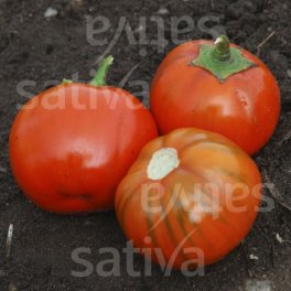 Semi di Melanzana Bio - Rosso di Napoli - 3