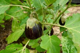 Semi di Melanzana Black Beauty Bio - 2
