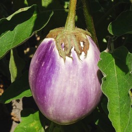 Semi di Melanzana Rotonda Bianca Sfumata - 2
