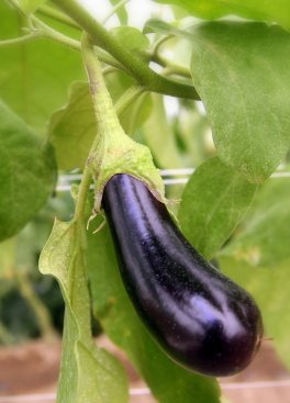 Semi di Melanzana Violetta Lunga di Rimini Bio - 2