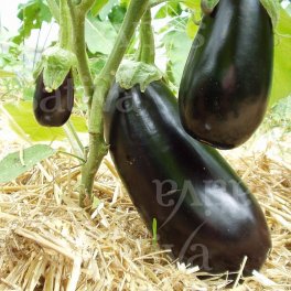 Semi di Melanzana Violetta Sel. Sativa - 3