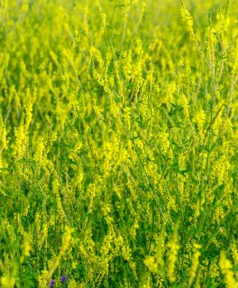 Semi di Melilotus Officinalis Bio - 3