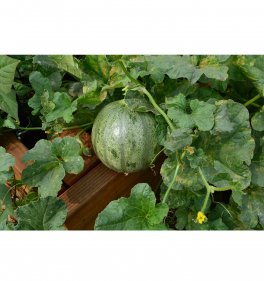 Semi di Melone Cantalupo Bio - 3