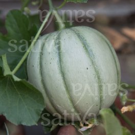 Semi di Melone Charentais - 25 Semi - 3