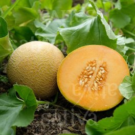 Semi di Melone - Selezione di Benary - 25 Semi - 3