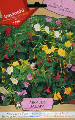 Semi di Meraviglia o Bella di Notte - Mirabilis Jalapa - 1