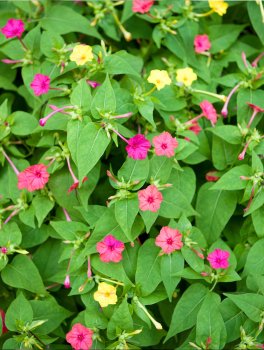 Semi di Meraviglia o Bella di Notte - Mirabilis Jalapa - 3