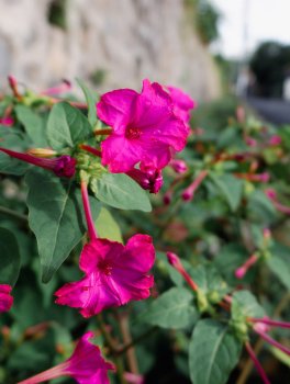 Semi di Meraviglia o Bella di Notte - Mirabilis Jalapa