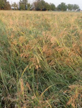 Semi di Miglio Biondo da Sovescio - 4