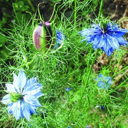 Semi di Nigella Damascena - 2