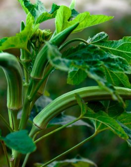 Semi di Okra Spinelles Bio - 4
