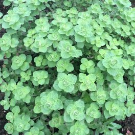 Semi di Origano Libanese Babilye - 25 Semi - 3