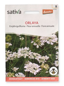 Semi di Orlaya Fiore Annuale - 1