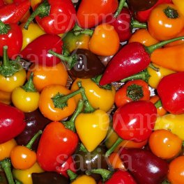Semi di Peperoncino Chili Mix - 25 Semi - 3