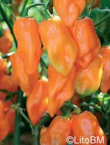 Semi di Peperoncino Habanero Orange - 1 Gr