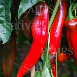 Semi di Peperone Corno di Bue Rosso - 3