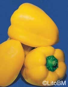 Semi di Peperone Cuneo Giallo - 5 gr