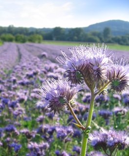 Semi di Phacelia Biologici - 3