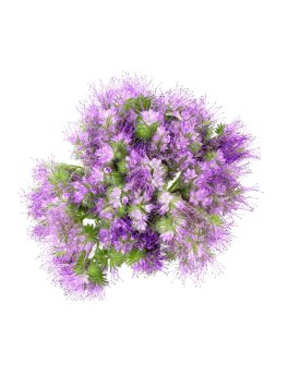 Semi di Phacelia Biologici - 1