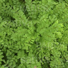Semi di Pimpinella - 3