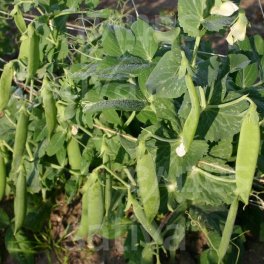 Semi di Pisello Nano Rugoso Bio - Meraviglia di Kelvedon - 3