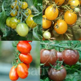 Semi di Pomodori Cherry (Miscela) - 3