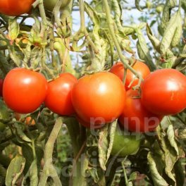 Semi di Pomodoro Bio - Sieger - 3