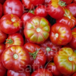 Semi di Pomodoro Carnoso - Bio Originale di Zurigo - 3