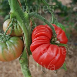 Semi di Pomodoro Carnoso Dentato - 3