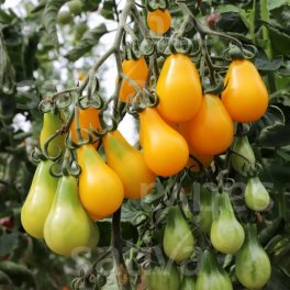 Semi di Pomodoro Ciliegia Bio - Giallo a Forma di Pera - 3