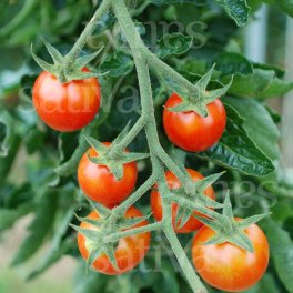 Semi di Pomodoro Ciliegia Resi - 10 Semi - 3