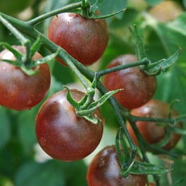Semi di Pomodoro Ciliegino "Black Cherry" - 2