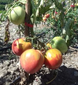 Semi di Pomodoro Cuor di Bue Bio - 3