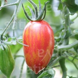 Semi di Pomodoro Dattero Bio - Pink Tiger - 3