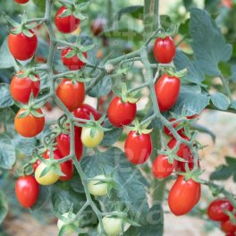 Semi di Pomodoro Dattero Bio - Pulcina - 3