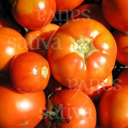 Semi di Pomodoro De Paudex - 3