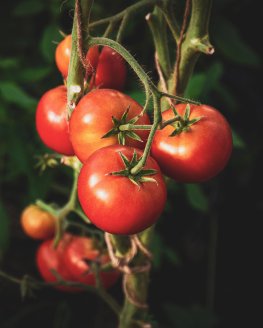 Semi di Pomodoro Homestead Bio - 5