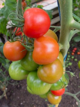Semi di Pomodoro Homestead Bio - 2